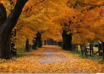 What To Look Out For With The Purchase Of Quick Design Necklaces 26